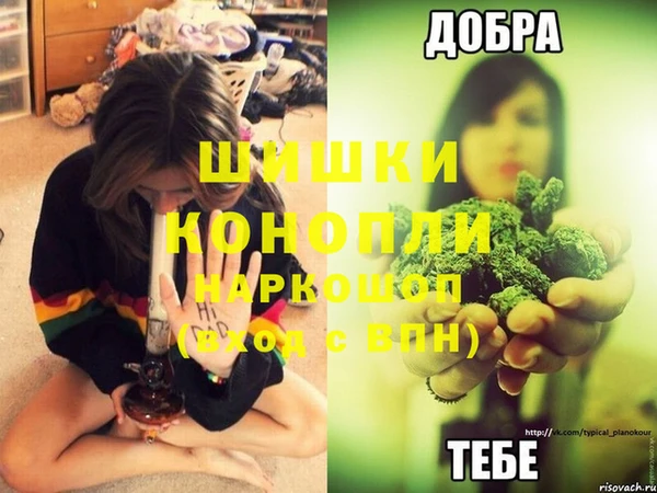 сатива Заводоуковск